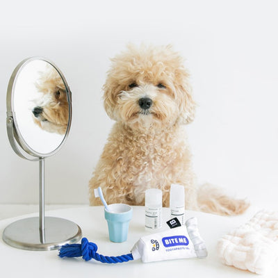 TOOTHPASTE TUG TOY